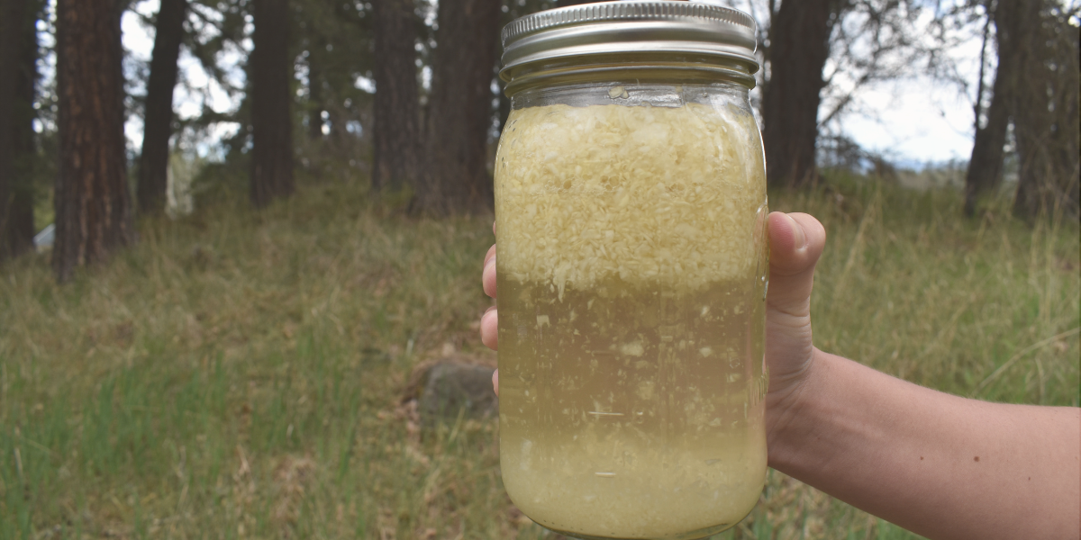 Sauerkraut Juice The Most Overlooked Part of the GAPS Diet